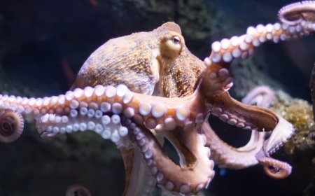 10 Amazing Facts About Octopuses You Didn’t Know