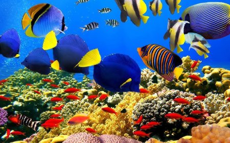 Coral Reefs: Formation, Types, Theories, and Their Impact on Coastal Ecosystems"