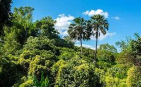 Vegetation in East Africa: Types, Characteristics, and Distribution