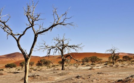 Desertification in Africa: Exploring Challenges and Unveiling Effective Solutions