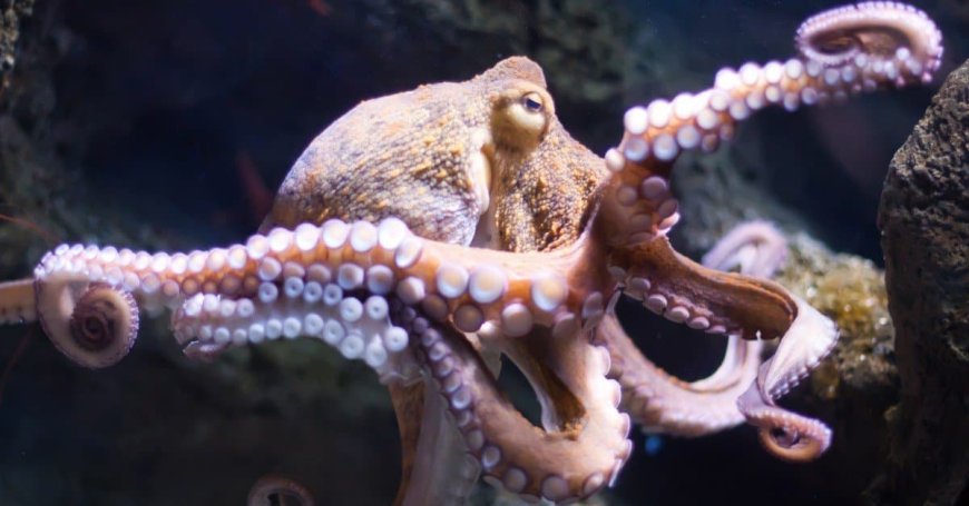 10 Amazing Facts About Octopuses You Didn’t Know