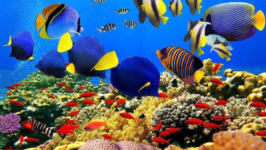 Coral Reefs: Formation, Types, Theories, and Their Impact on Coastal Ecosystems"