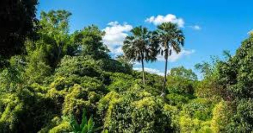 Vegetation in East Africa: Types, Characteristics, and Distribution