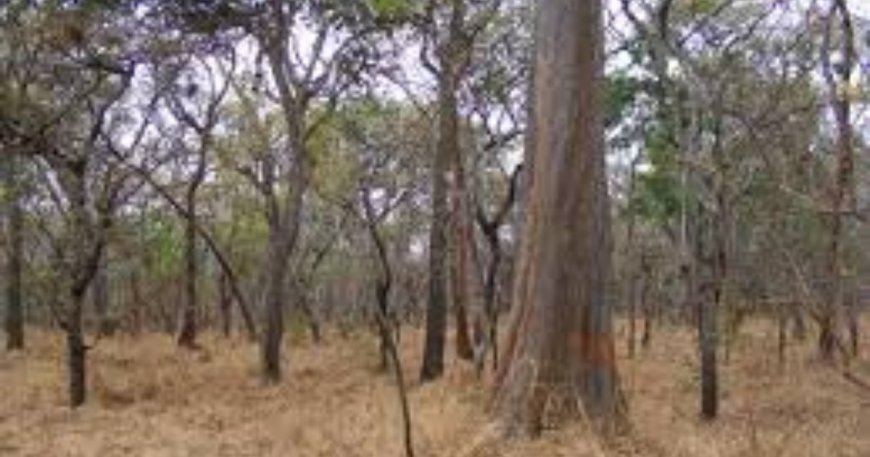 The Miombo Woodlands: A Vital Ecosystem in Africa
