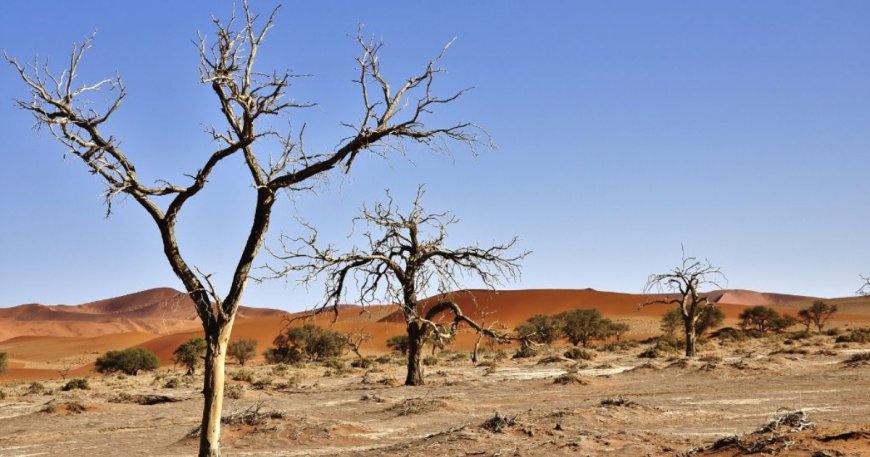 Desertification in Africa: Exploring Challenges and Unveiling Effective Solutions