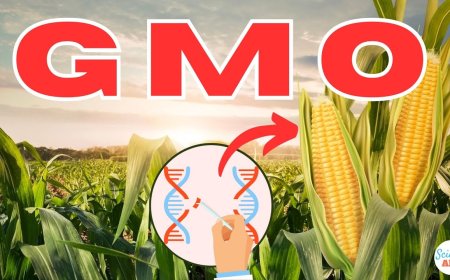 How Do GMOs Work The Science Behind Genetically Modified Organisms