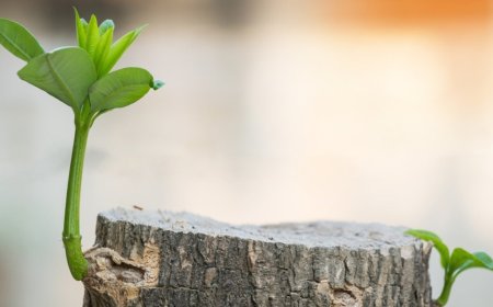 How Do Trees Grow? Understanding Growth Rings and Seasons - The Science Behind It.