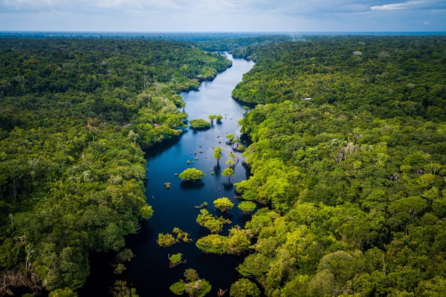 The Congo Rainforest Africas Green Heart