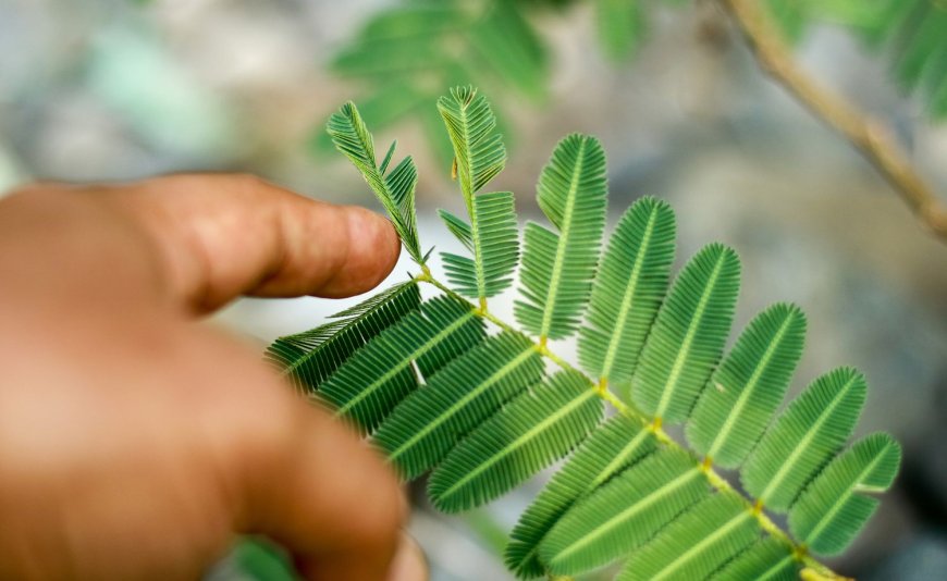 Do Plants Feel Pain What Science Says