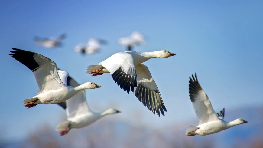 The Science of Bird Migration: Navigation, Patterns, and Conservation
