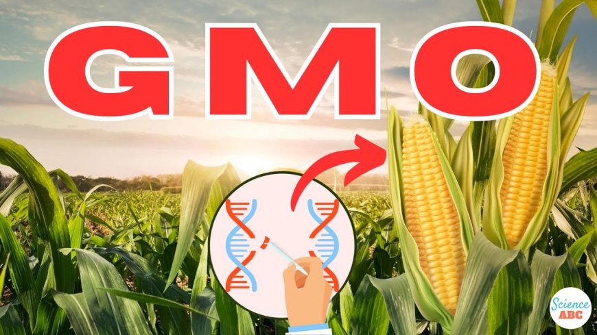 How Do GMOs Work The Science Behind Genetically Modified Organisms