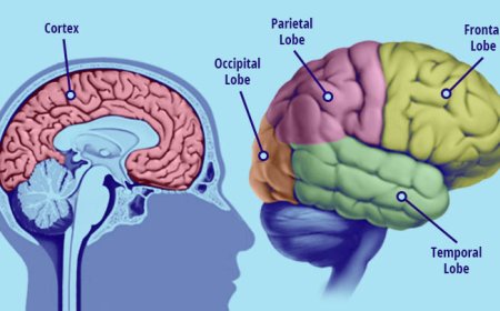 How Does the Brain Work: A Simple Guide to Neuroscience