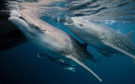 The Importance of Sharks to Ocean Health