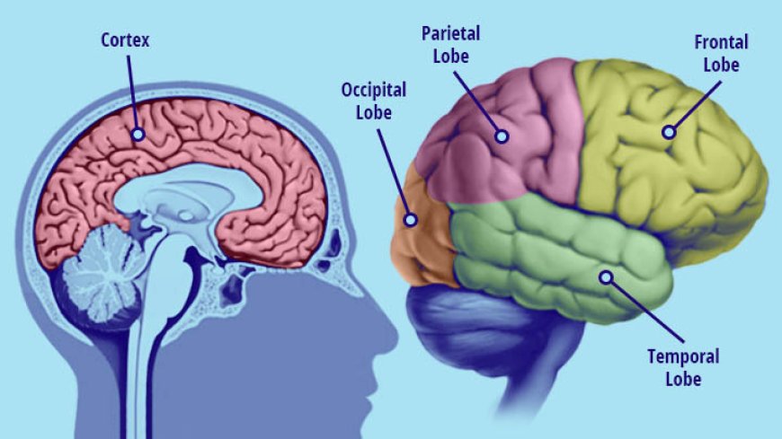 How Does the Brain Work: A Simple Guide to Neuroscience