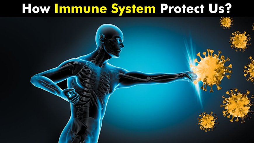 The Human Immune System How It Protects Us
