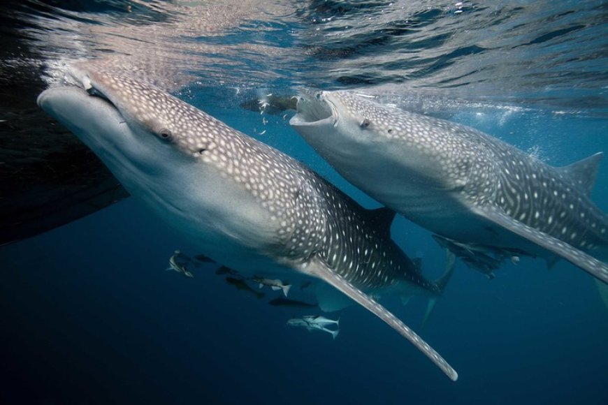 The Importance of Sharks to Ocean Health