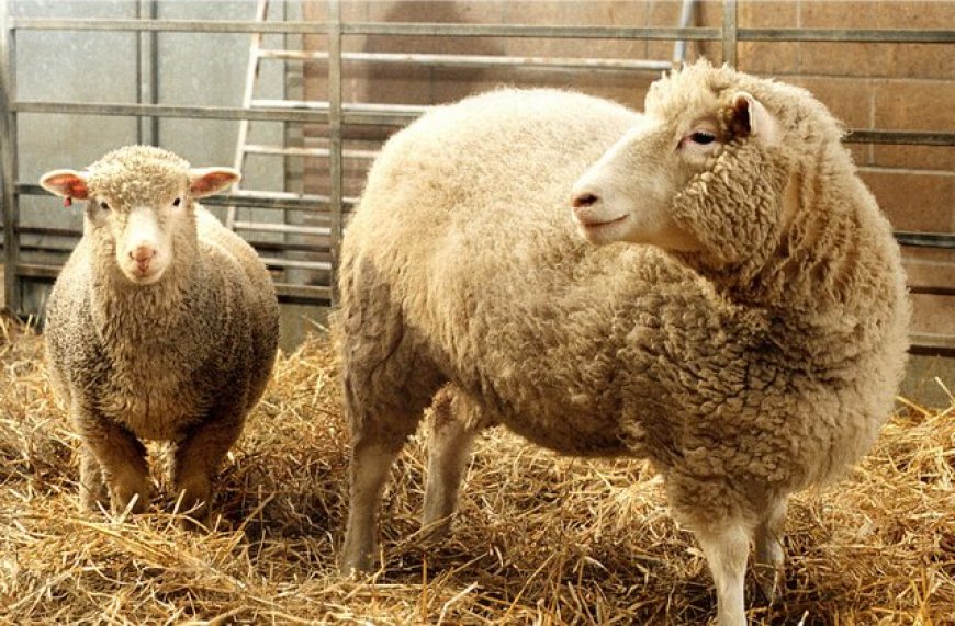 Should We Clone Animals? The Science, Ethics, and Debate
