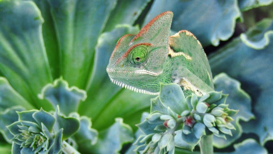 The Science of Animal Camouflage How They Blend In