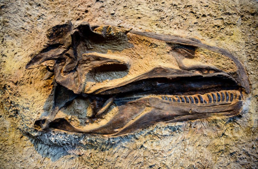 The Science of Extinction Lessons from the Fossil Record