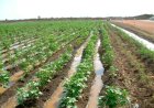 Irrigation Farming: Advantages and Case Study of Sudan's Gezira Scheme