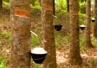 Rubber Growing in Liberia: A Key Sector in the Economy