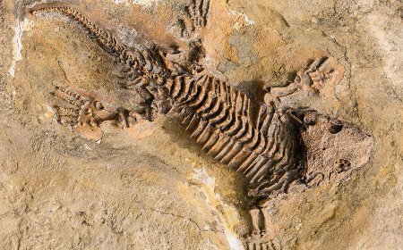 What Do Fossils Teach Us About Ancient Life