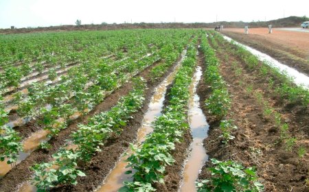 Irrigation Farming: Advantages and Case Study of Sudan's Gezira Scheme