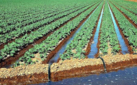 Irrigation Farming in Egypt