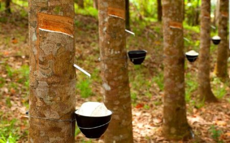 Rubber Growing in Liberia: A Key Sector in the Economy