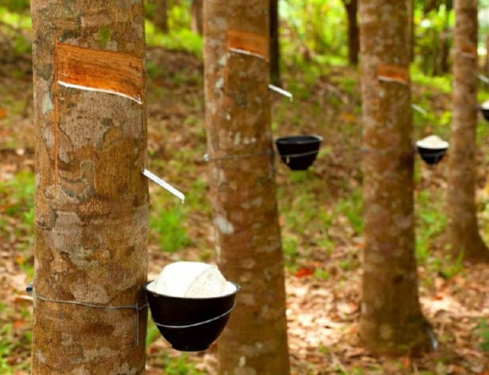 Rubber Growing in Liberia: A Key Sector in the Economy