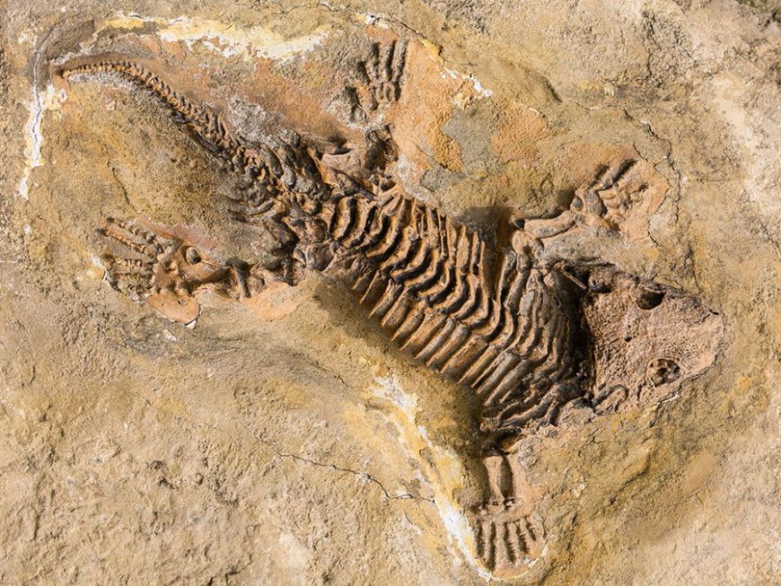 What Do Fossils Teach Us About Ancient Life