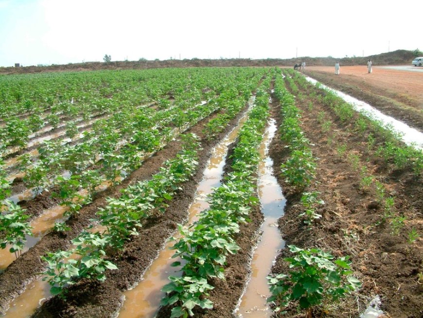 Irrigation Farming: Advantages and Case Study of Sudan's Gezira Scheme