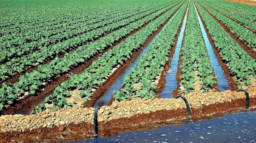 Irrigation Farming in Egypt