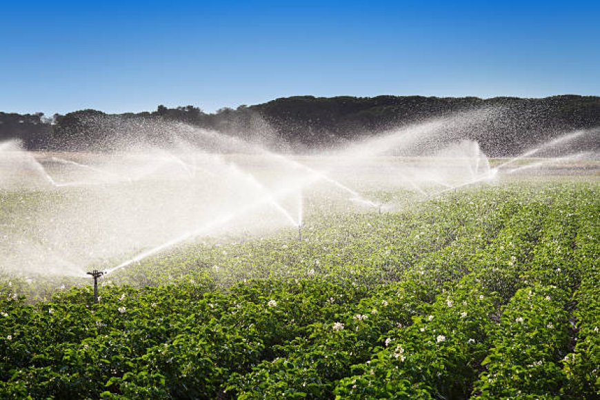 Irrigation Farming in California