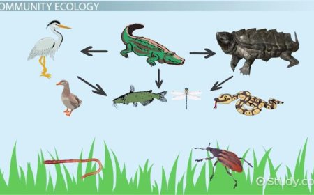 What Is Ecology? Understanding the Relationship Between Organisms and Their Environment