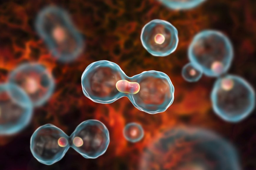 Cell Division: Mitosis and Meiosis Explained