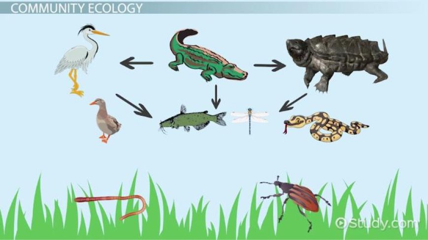 What Is Ecology? Understanding the Relationship Between Organisms and Their Environment