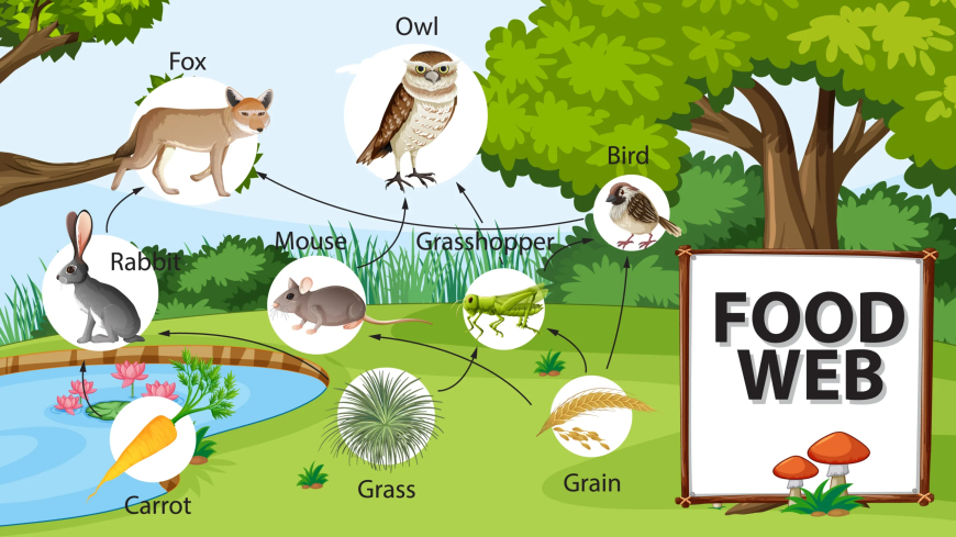 Understanding Food Webs and Ecological Pyramids: A Guide for Students