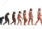 The Evolution of Humanity: From a Single Cell to Homo Sapiens
