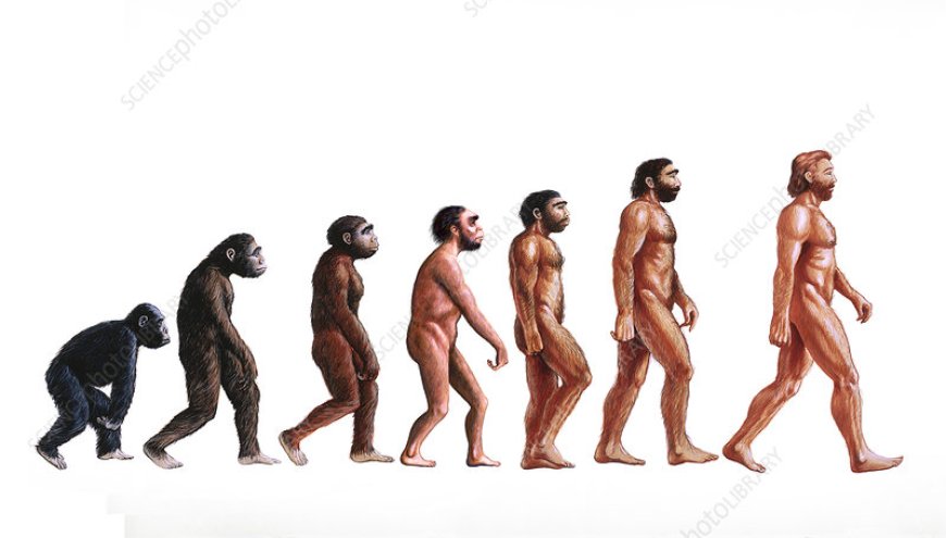 The Evolution of Humanity: From a Single Cell to Homo Sapiens